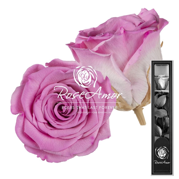 <h4>30cm Stem Bic08</h4>