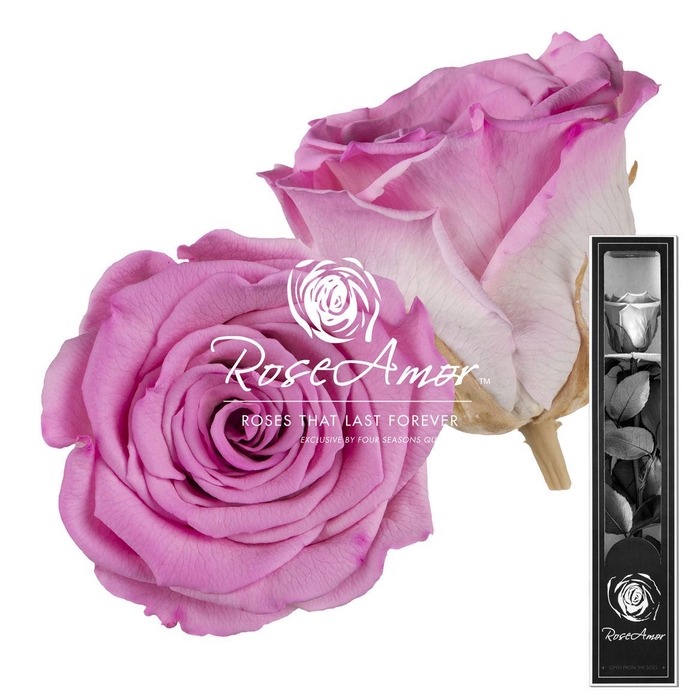 <h4>30cm Stem Bic08</h4>