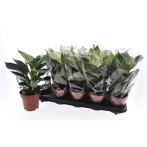 Philodendron White Wave 12Ø 30cm