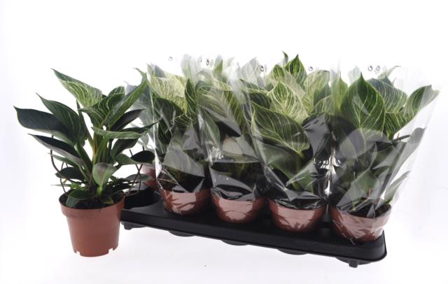 Philodendron White Wave 12Ø 30cm