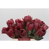 Protea Sharon