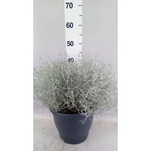 Leucophyta brownii