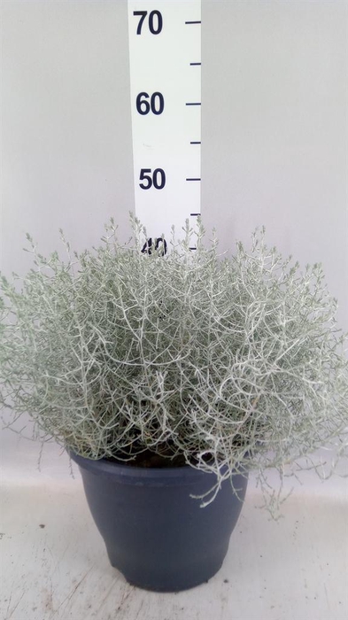 <h4>Leucophyta brownii</h4>