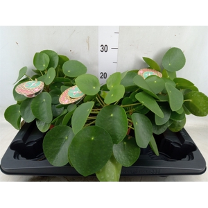 Pilea peperomoides