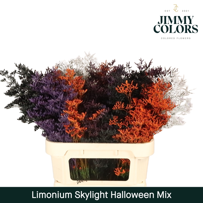 <h4>Limonium Skylight L70 Halloween mix</h4>