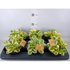 Peperomia obt. 'Obtipan Bicolor'