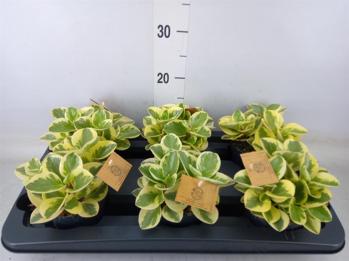 <h4>Peperomia obt. 'Obtipan Bicolor'</h4>