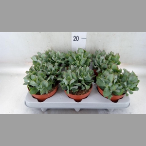 Crassula arborescens 'Curly'