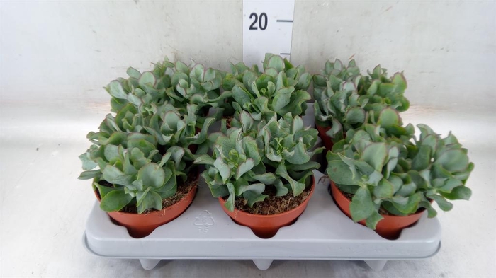 <h4>Crassula arborescens 'Curly'</h4>