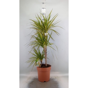 Dracaena marg. 'Sunray'