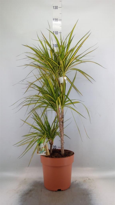 <h4>Dracaena marg. 'Sunray'</h4>
