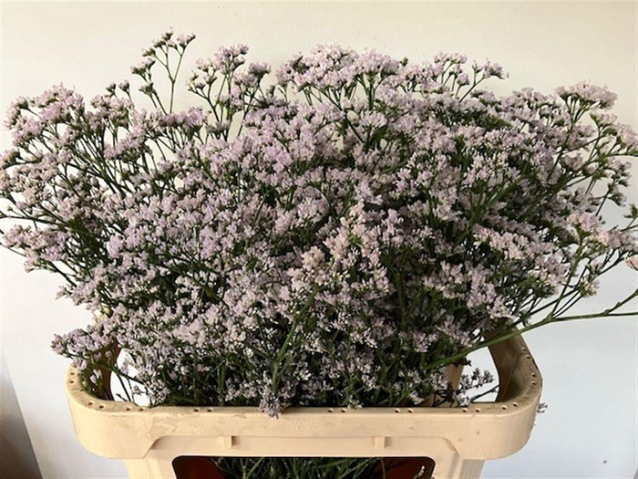 <h4>Lim White Neto</h4>