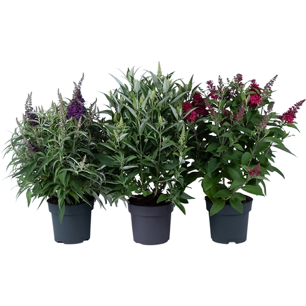 <h4>Buddleja davidii Butterfly Candy Gemengd</h4>
