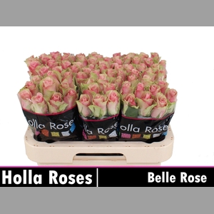 R GR BELLE ROSE