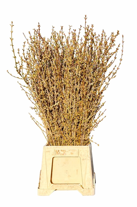 <h4>FORSYTHIA BOS</h4>