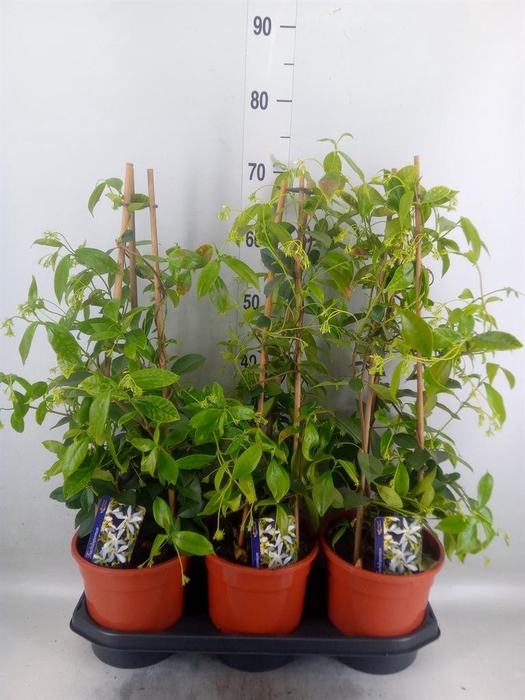 <h4>Trachelospermum jasm.</h4>