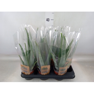 Aloe vera