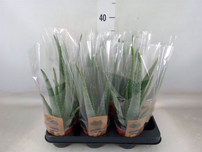 <h4>Aloe vera</h4>