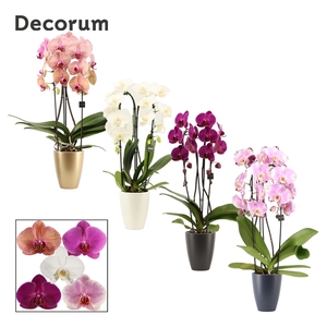Phalaenopsis cascade 2 tak mix in Carly (Neo Architect-collect.)