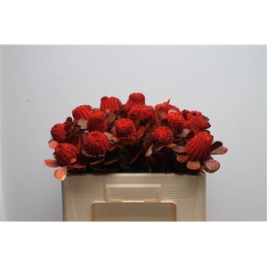 Banksia Coccinea Red