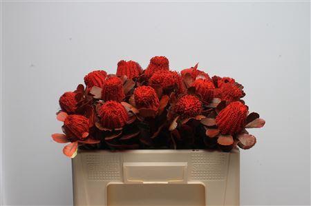 <h4>Banksia Coccinea Red</h4>