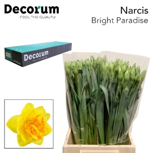 Narcissus Bright Paradise Big Box 300