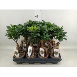 Ficus microcarpa 'Ginseng'