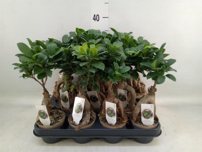 <h4>Ficus microcarpa 'Ginseng'</h4>