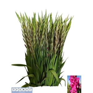 GLAD GR MYSTIC MAGEN