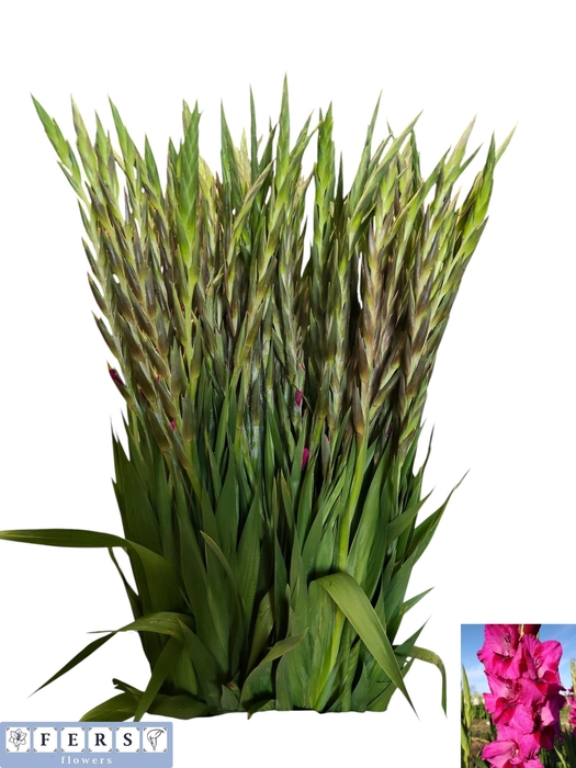 <h4>GLAD GR MYSTIC MAGEN</h4>