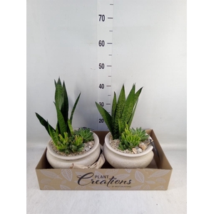 Arr. Sansevieria H%