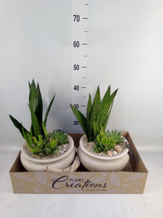 <h4>Arr. Sansevieria H%</h4>