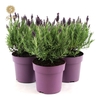 Lavandula Anouk