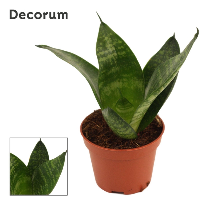 <h4>Sansevieria Hahnii 6 cm Green Hahnii (Decorum)</h4>
