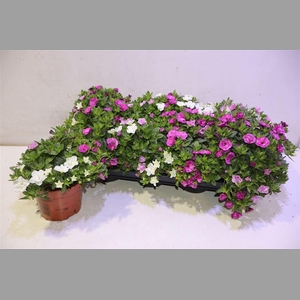 Calib C G Al Doub Mi