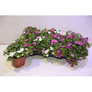 arr8 Calib C G Al Doub Mi