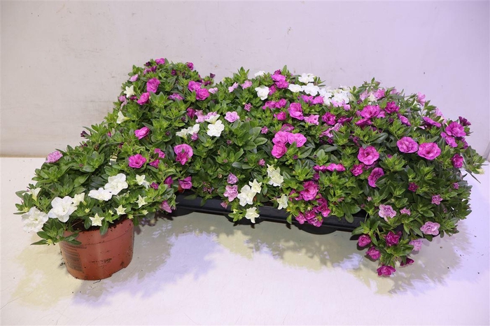 <h4>arr8 Calib C G Al Doub Mi</h4>