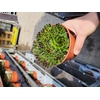 SEMPERVIVUM-HYBRID P12 Z. ETIKET