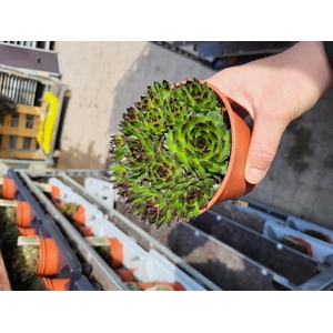 SEMPERVIVUM-HYBRID P12 Z. ETIKET