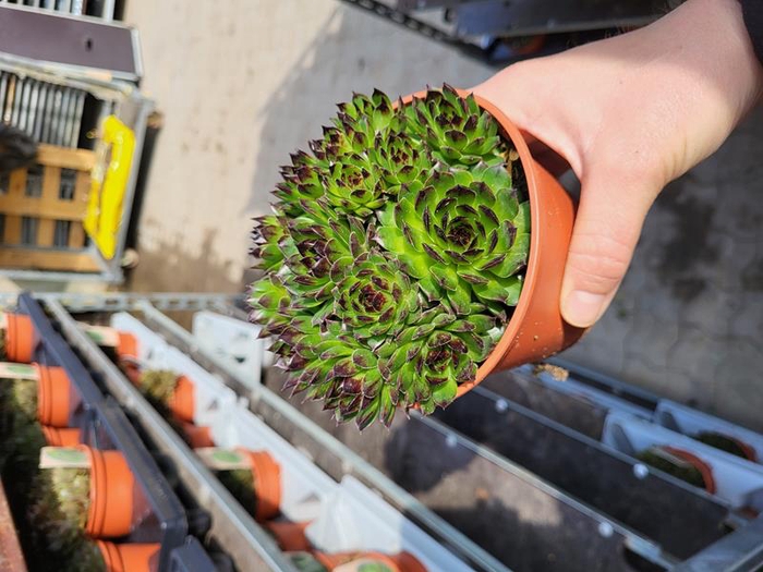 SEMPERVIVUM-HYBRID P12 Z. ETIKET