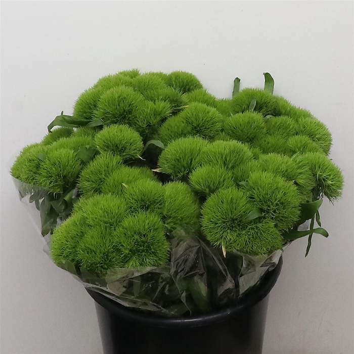 <h4>Di Barb Green Wicky Extra X10</h4>