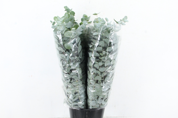 <h4>EUC CINEREA 300GR SPECIAL X5</h4>