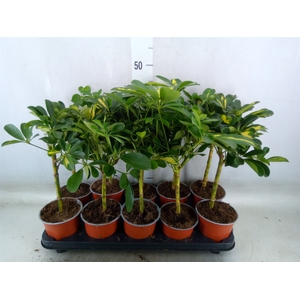 Schefflera arbor. 'Gold Capella'
