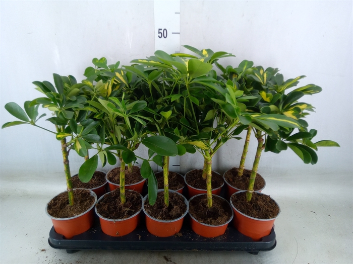 <h4>Schefflera arbor. 'Gold Capella'</h4>