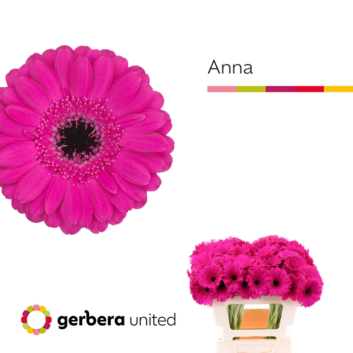 <h4>Germini Anna Water</h4>