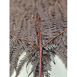 GESTABILISEERD VAREN CAFE