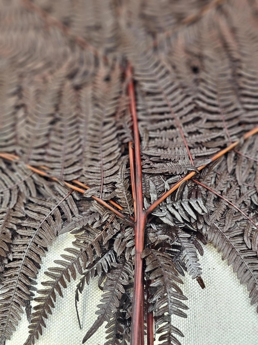 <h4>GESTABILISEERD VAREN CAFE</h4>