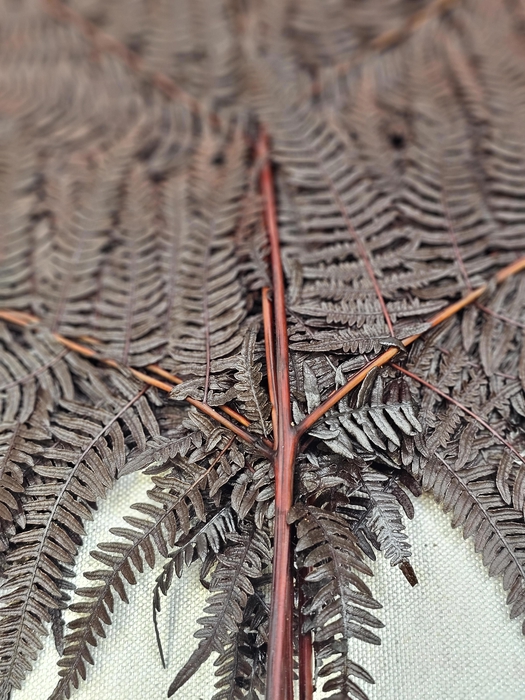 <h4>GESTABILISEERD VAREN CAFE</h4>