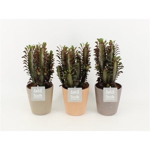 Euphorbia Trigona Rubra in Ruby Keramiek