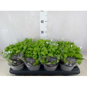 Ocimum basilicum